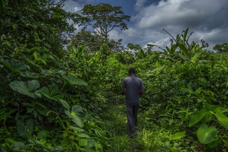 About 40% of Cameroon’s territory is covered in forest. Philippe JONG/Shutterstock
