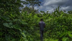 What Cameroon can teach others about managing community forests