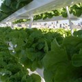 AAVF creates platform for vertical farming network