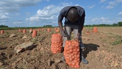 What young Zambians have to say about making farming more attractive