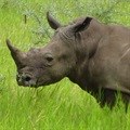 Call for nominations: African rhino conservation leaders