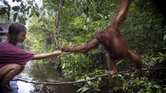 Satsa launches online public consultation on animal interaction