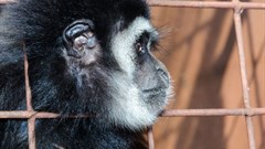 How machine learning can help fight illegal wildlife trade on social media