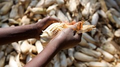 Africa Food Security 11 via