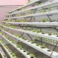 Why rooftop farms may be the next big thing