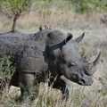 Vodacom, Celcom join fight against rhino poaching, arming rangers with tech