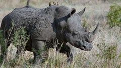 Vodacom, Celcom join fight against rhino poaching, arming rangers with tech