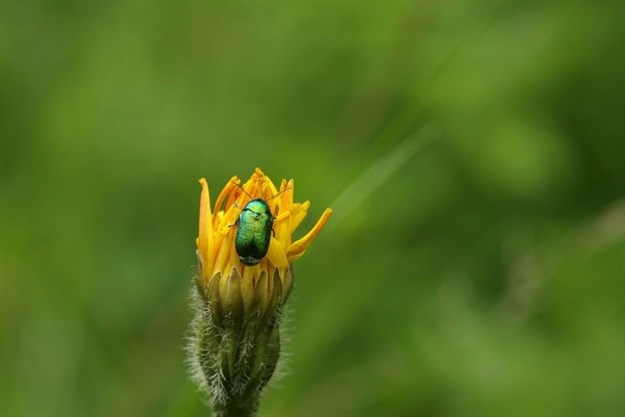 To solve climate change and biodiversity loss, we need a Global Deal for Nature