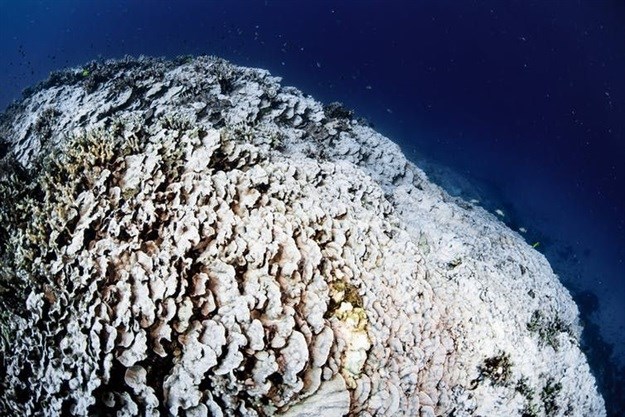 Reef-scale coral bleaching in the Hawaiian Islands, 2016. Warming oceans are causing repeated coral bleaching events, threatening reefs worldwide. Greg Asner,