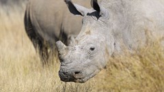 High-profile poaching arrest made in Kruger National Park