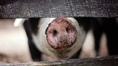 African Swine Fever update