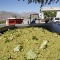 2018/19 SA wine harvest hits record low