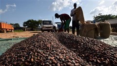 Chocolate puts Ivory Coast on top in Africa's agriculture trade