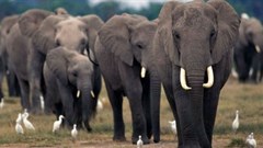 New report confirms African elephants under continued threat of poaching