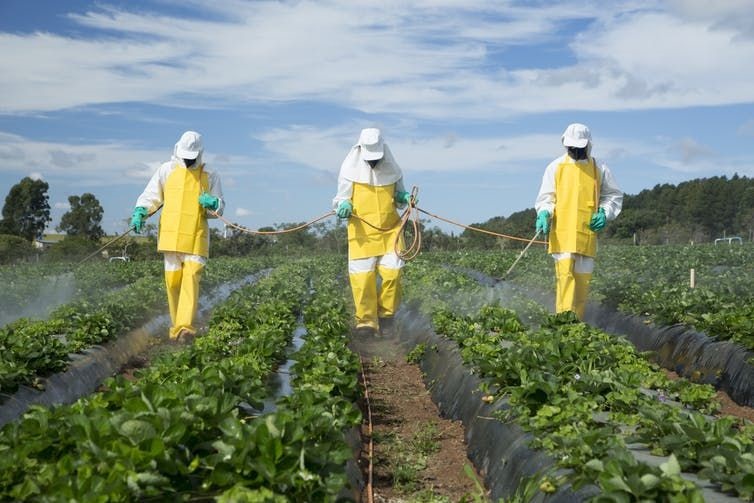 Workers spray pesticides on strawberry fields. Most of the studies that examine the effects of pesticides are funded by the chemical’s producer. (Shutterstock)