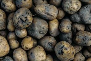 Potatoes contaminated by insects. A poor risk analysis can have disastrous effects on a crop yield. Shutterstock