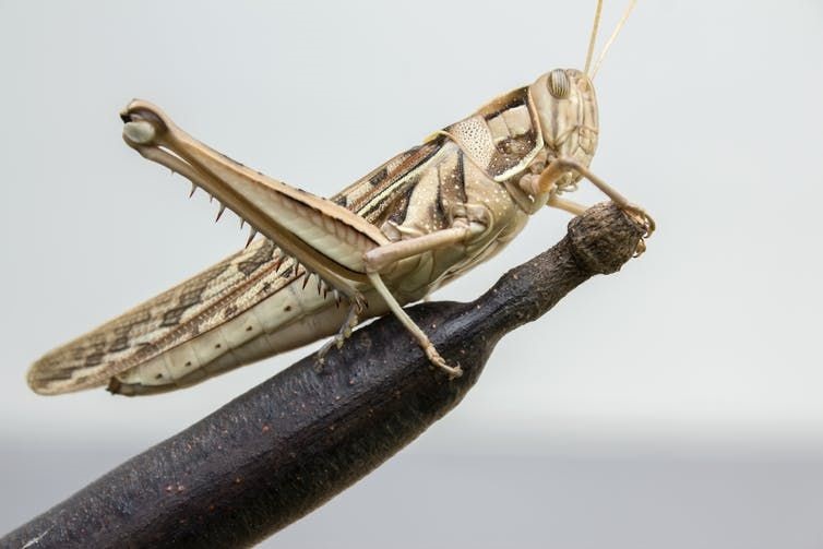 Desert locusts wreak havoc on horticultural farms and create headaches for farmers. Shutterstock