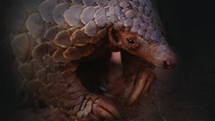 Eye of the Pangolin to premiere on Endangered Species Day