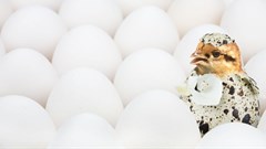 More transparency in the chicken industry - court action suspended