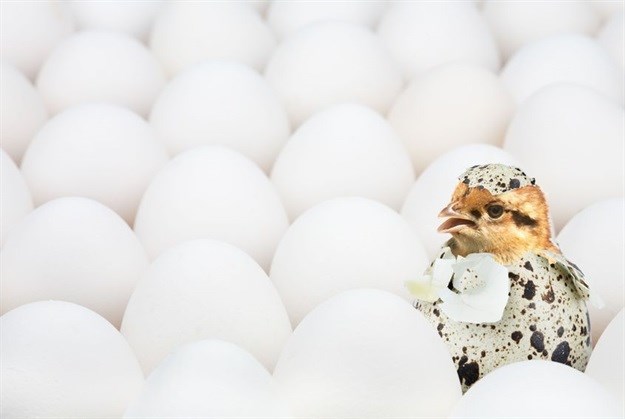 More transparency in the chicken industry - court action suspended