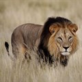 Trophy hunting in Africa: the case for viable, sustainable alternatives