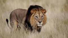 Trophy hunting in Africa: the case for viable, sustainable alternatives
