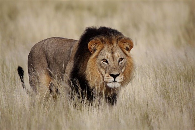 Trophy hunting in Africa: the case for viable, sustainable alternatives