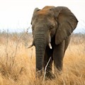 More confusion over the fate of Botswana's elephants