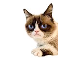 Grumpy Cat dies at age 7