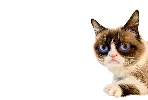 Tardar Sauce aka Grumpy Cat | Twitter