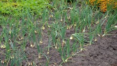 Backyard farming key to food security in cities