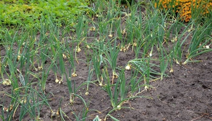 Image by Pixaline from Pixabay