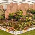 Kirstenbosch wins another gold medal at the Chelsea Flower Show