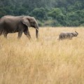 Elephants reduced to a political football as Botswana brings back hunting
