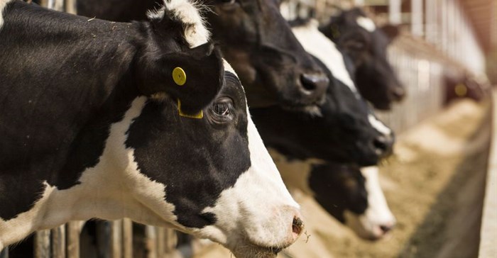 Why it is crucial that the FMD-free status is restored