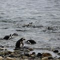 Results from new study on penguins could help inform fishery management