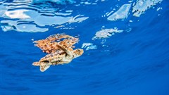 SA's marine protection increases