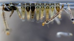 Vector control targeting the larval phase of the mosquito’s life cycle can be successful. Shutterstock