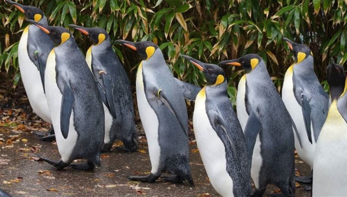 Image by Marcel Langthim from Pixabay