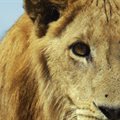 Savage Kingdom 3 premieres Sunday 2 June 6pm on National Geographic Wild