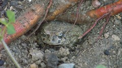 Do you have a frog in your orchid?