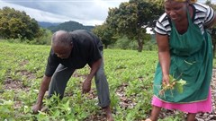 Farmer-to-farmer programme launches in Zimbabwe