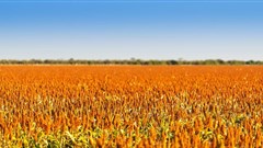 Agbiz/IDC Agribusiness Confidence Index weakens in Q2 2019