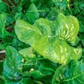 Spinach is more prone to carrying bacteria and pathogens, study finds.