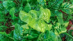 Spinach is more prone to carrying bacteria and pathogens, study finds.