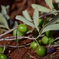 Researchers set sights on cataloguing the genetic diversity of insects pestering SA olives