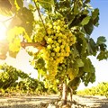 2019 Chenin Blanc Top 10 Challenge calls on SA winemakers to enter