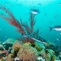 Robben Island joins list of 20 new protected marine sites in South Africa