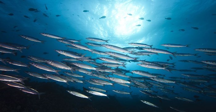New study urges smarter use of small pelagic species to strengthen food security