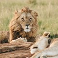 5 places to see the Big 5 near Cape Town